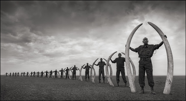  Nick Brandt - Line of Rangers with Tusks of Elephant Killed at the Hands of Man, Amboseli, 2011 - © Nick Brandt